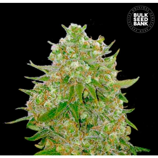 MASTER KUSH GRAND